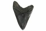 Fossil Megalodon Tooth - South Carolina #160416-1
